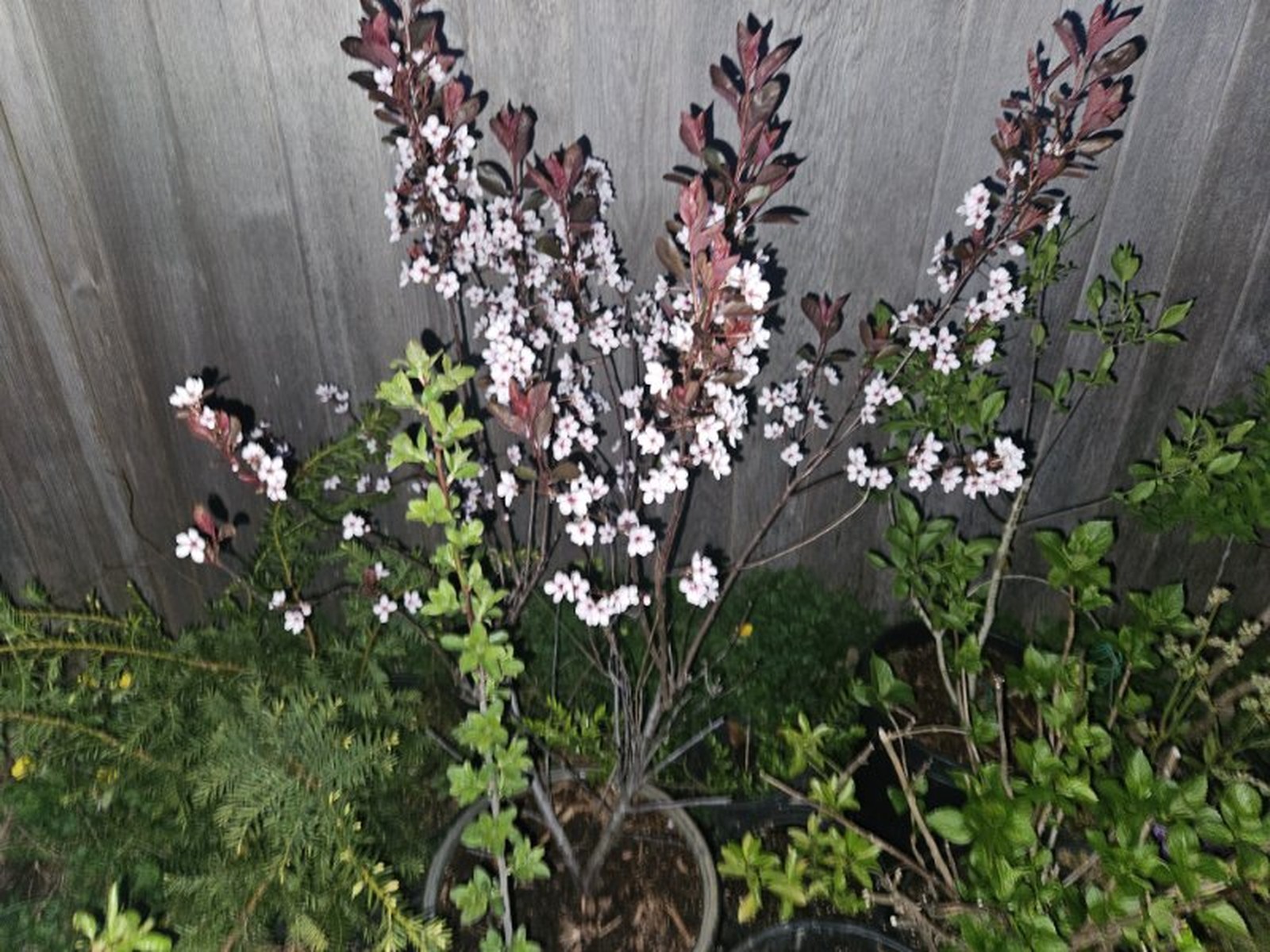 services-05 blossoming-plants-in-pots-gardening-flowers-and-leaves