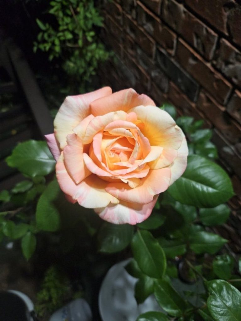 pink-rose-in-gardening-at-night-with-leaves pink-rose-in-gardening-at-night-with-leaves