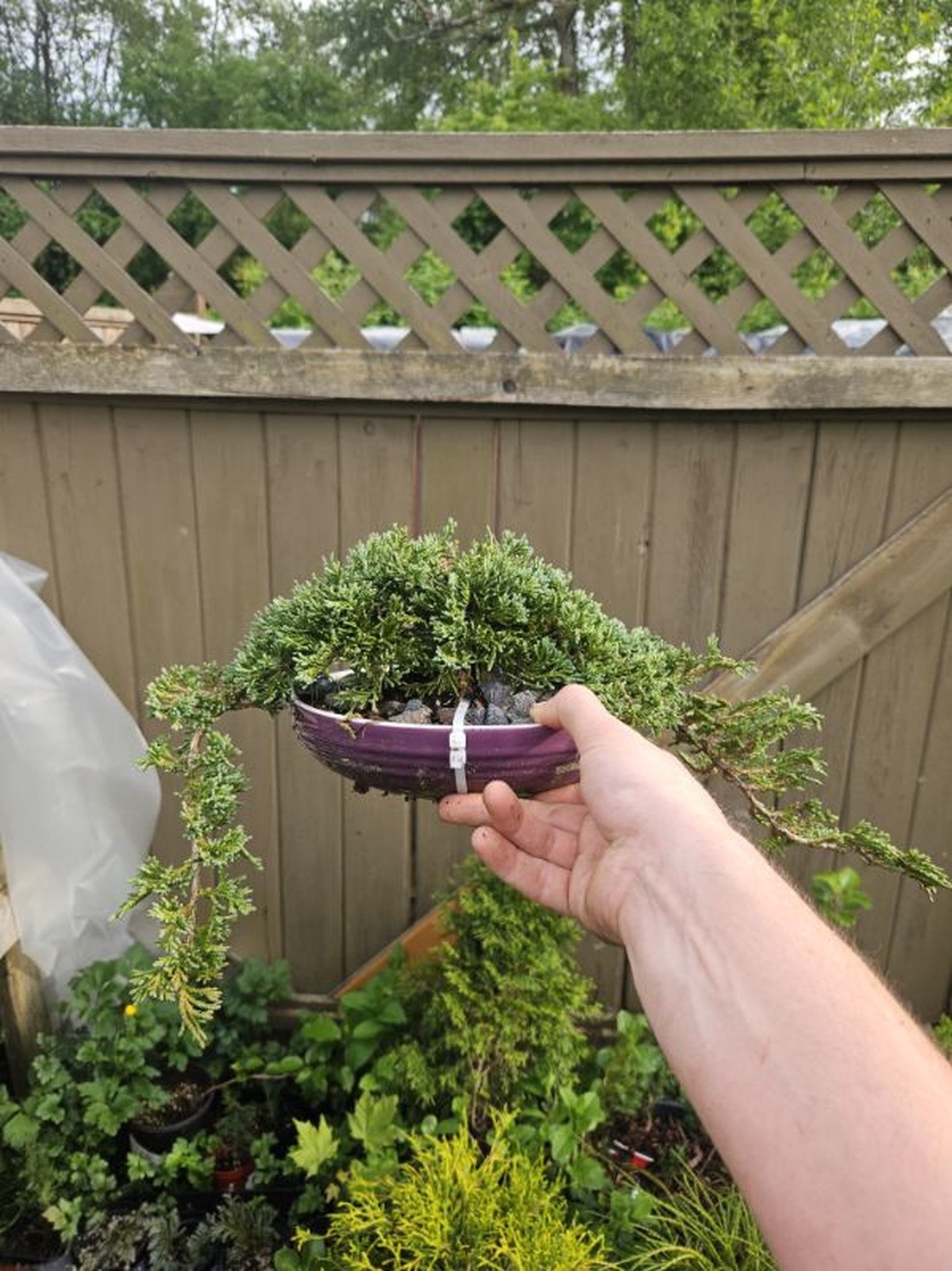 why-choose-us-02 potted-plant-holding-gardening-in-a-backyard-gardening