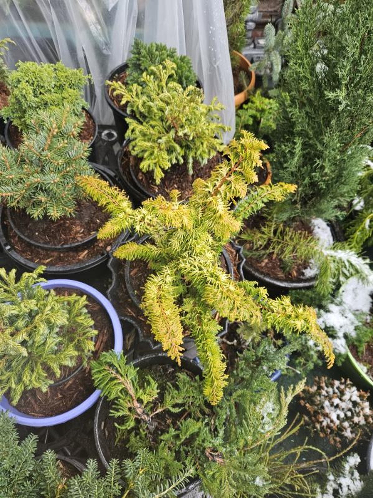 about-03 potted-plants-for-gardening-in-winter-months