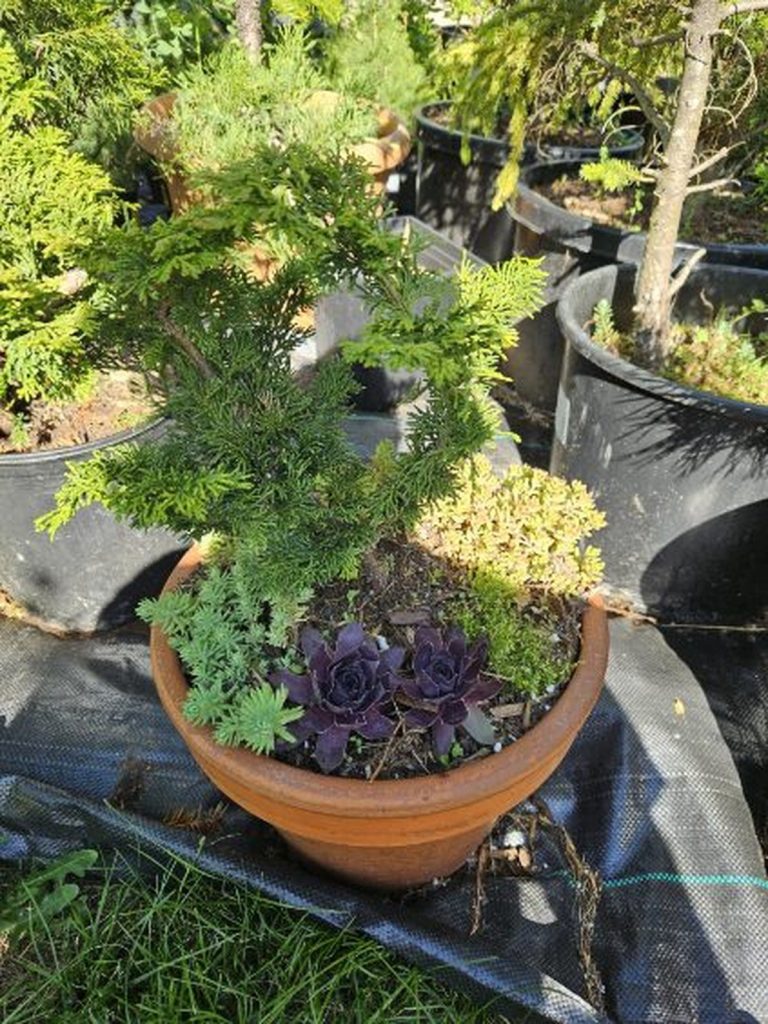 Potted Plants Potted Plants In Sunny Garden