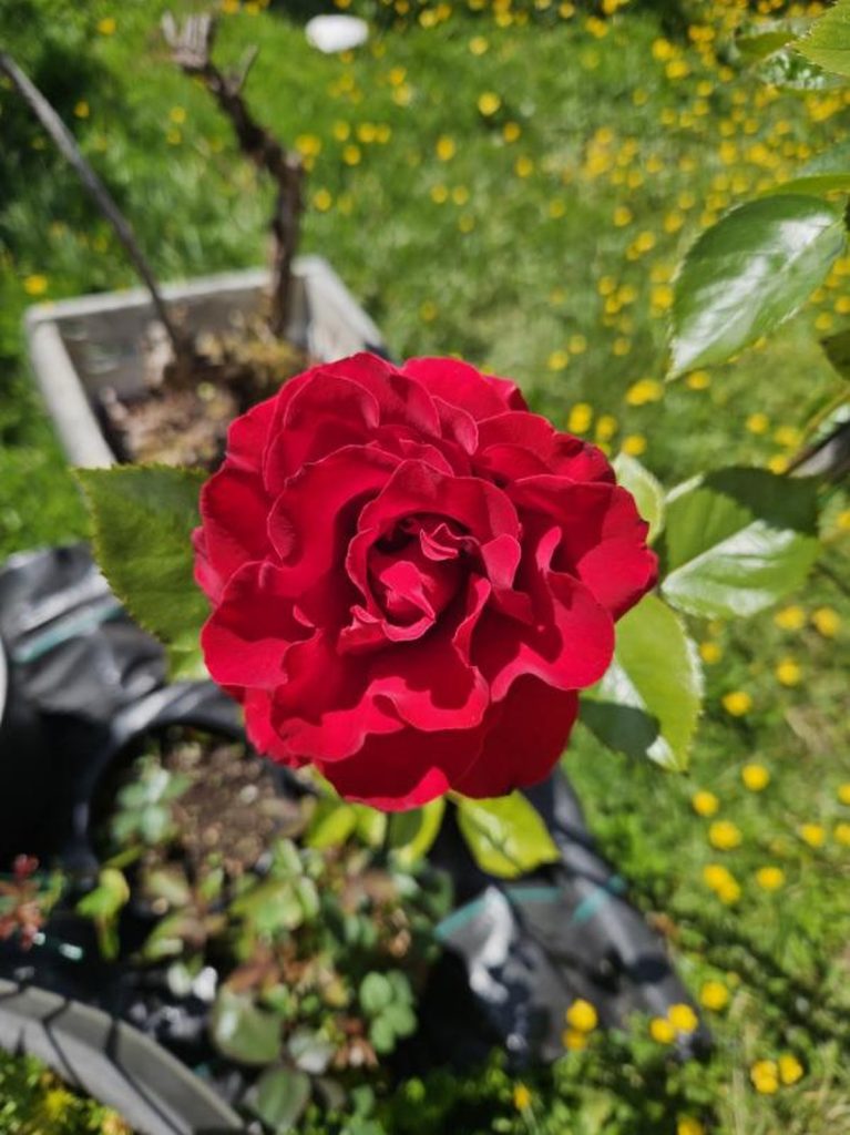 red-rose-in-bloom red rose in bloom in the garden during springtime