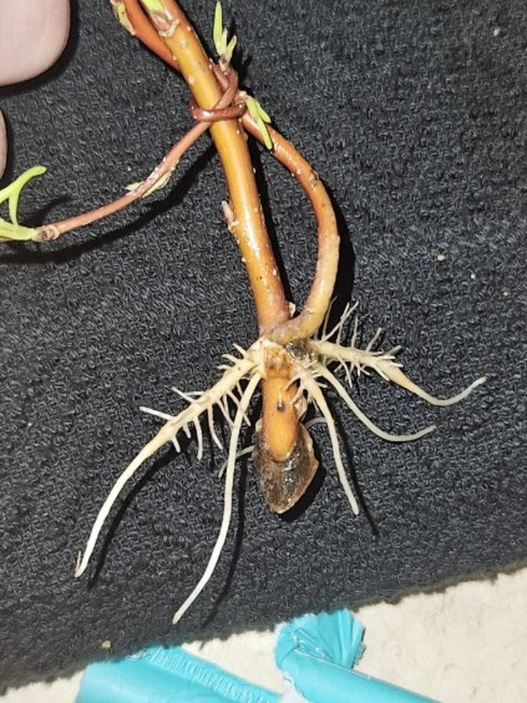 root-system root system gardening techniques for plant propagation