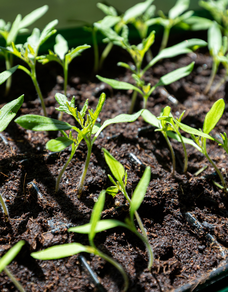 second-chance-gardening-propagating-new-plants 2 second-chance-gardening-propagating-new-plants 2