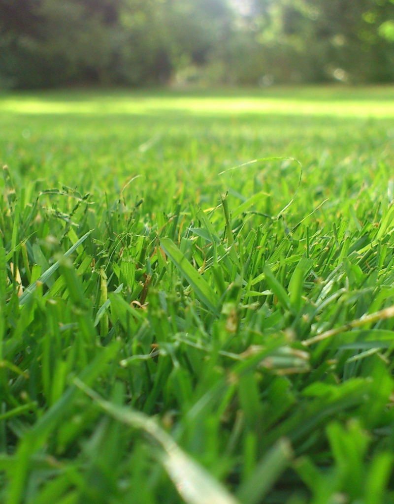 second-chance-gardening-yard-maintenance (1) second-chance-gardening-yard-maintenance (1)