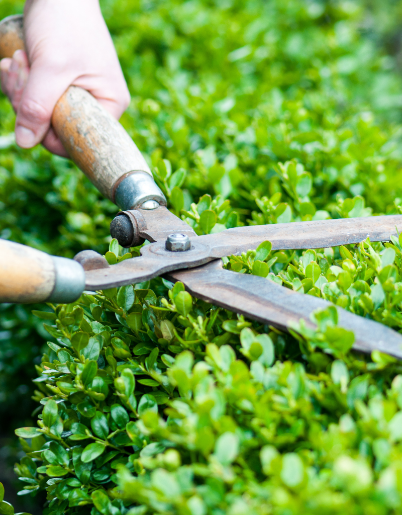 second-chance-gardening-trimming-and-pruning 2 second-chance-gardening-trimming-and-pruning 2