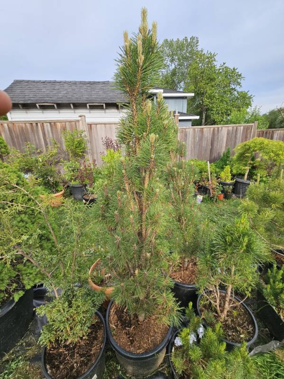 services-01 tall-evergreen-tree-in-pots-gardening-advice-2023