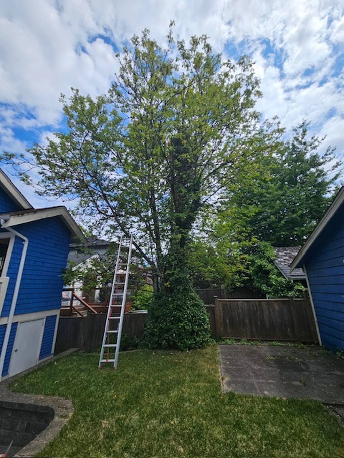 services-10 tree-trimming-and-gardening-in-backyard-garden-area