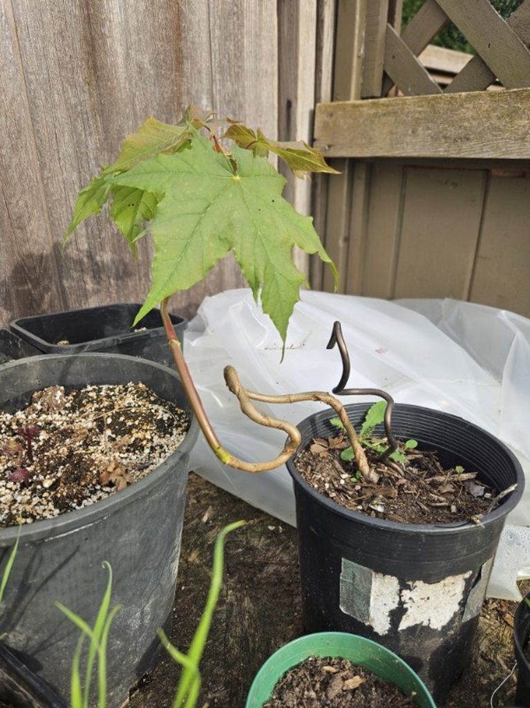 young-plant-in-pot-gardening-vegetable-garden-setup young-plant-in-pot-gardening-vegetable-garden-setup